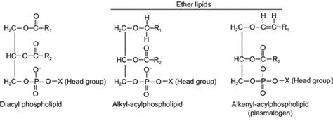 Structural And Functional Roles Of Ether Lipids Springerlink