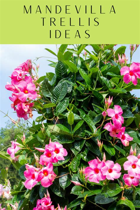 Mandevilla Trellis Ideas Y Consejos De Cuidado Para Cultivar Plantas