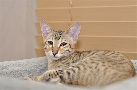 Savannah Cat Breed Overview | PetSafe®