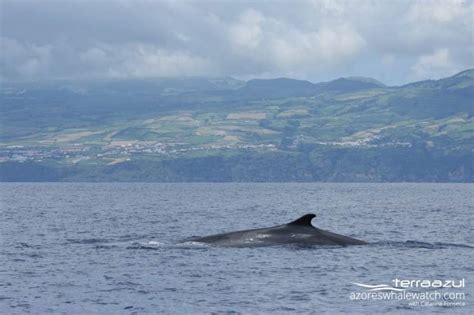 Fin Whale Fun Fact Azores Whale Watching Terra Azul™