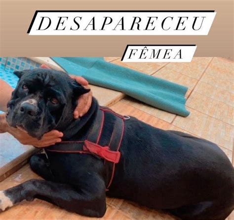 Procura se e oferece recompensa por uma cachorra da raça Cane corso