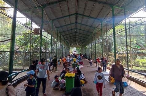 Liburan Sekolah Taman Margasatwa Ragunan Menjadi Tujuan Wisata Kids