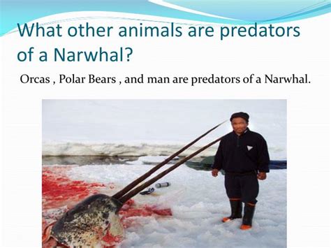 PPT - Narwhal PowerPoint Presentation - ID:1998512