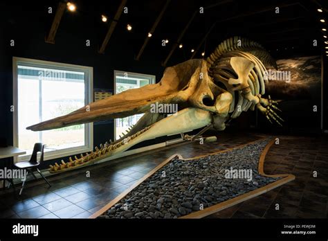 Sperm whale skeleton hi-res stock photography and images - Alamy