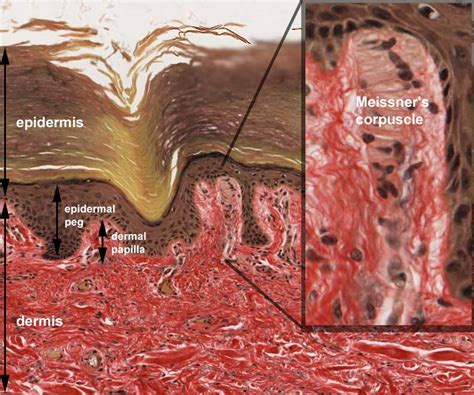 File Meissner Corpuscle 01 Embryology