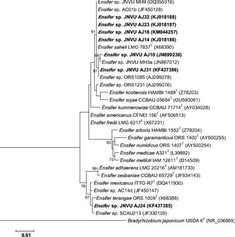 Phylogenetic Tree Constructed Using S Rrna Gene Sequences Of Ensifer