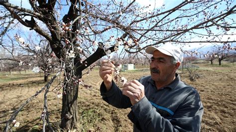 Malatya da kayısı ağaçları sıcak havanın etkisiyle erken çiçek açtı