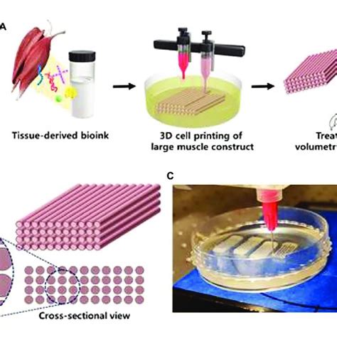 | 3D cell printing of skeletal muscle construct. (A) Schematic ...