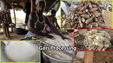 West Africa Way Of Garri Processing How To Make Authentic Gari In