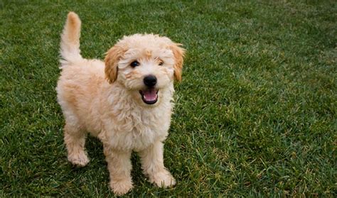 goldendoodle breed information