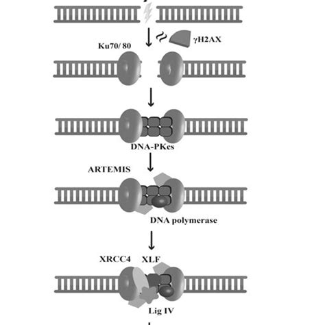 NHEJ Non Homologous End Joining Is The Usual Mechanism Of DSBs Repair