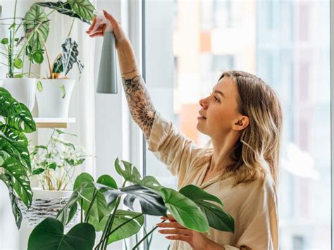 Secretos De Jardineros Para Cuidar Tus Plantas En Huertos Urbanos Y