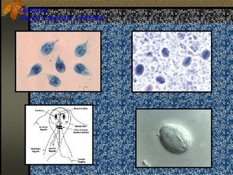 Giardia Lamblia Giardia Lamblia Intestinal Flagellate Lives In