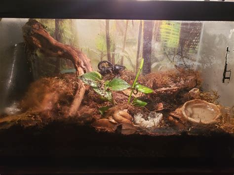 My Asian Forest Scorpion Iroh Setup R HerpHomes