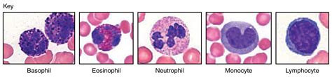 Difference Between Monocytes And Lymphocytes