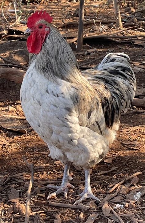 Fertile Australorp Eggs 🥚 Splash, Blue, Black | EggSellent.com.au