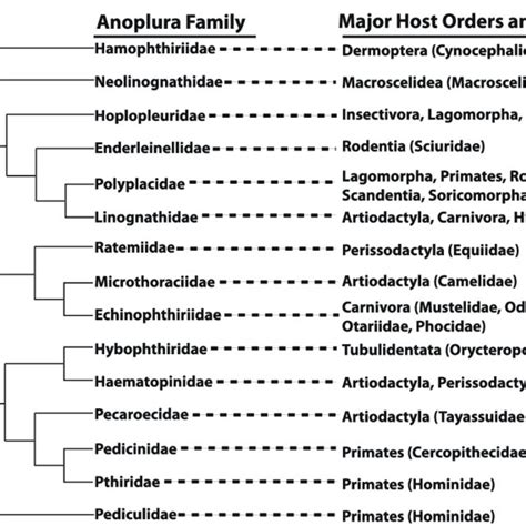 Hypothesized relationships among Anoplura families (and their host... | Download Scientific Diagram