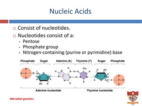 Microbial Genetics Ppt