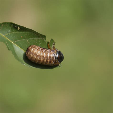 What Do Beetle Larvae Eat - Fun Facts Beetles