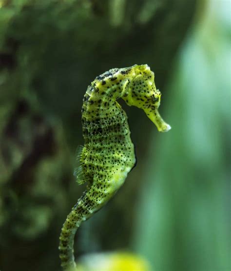 Discover 10 Different Seahorse Colors: Rarest to Most Common
