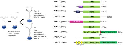 Life Free Full Text Structure And Function Of Protein Arginine