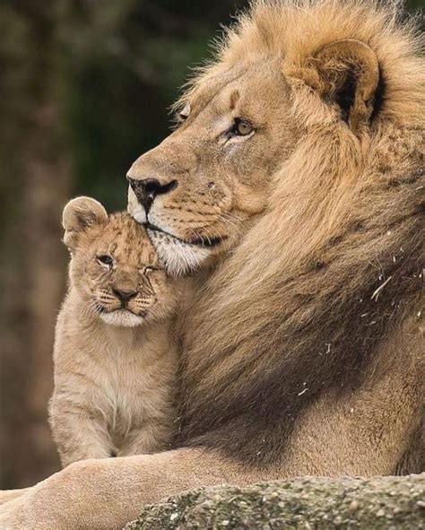 Lion Cute Love On Instagram Please Doubletab And Tag A Friend Below