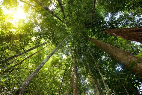 Tioman Island Rainforest Stock Photo Image Of National 15459350