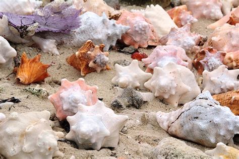 Conch Shells Scattered On The Beach A Photo On Flickriver