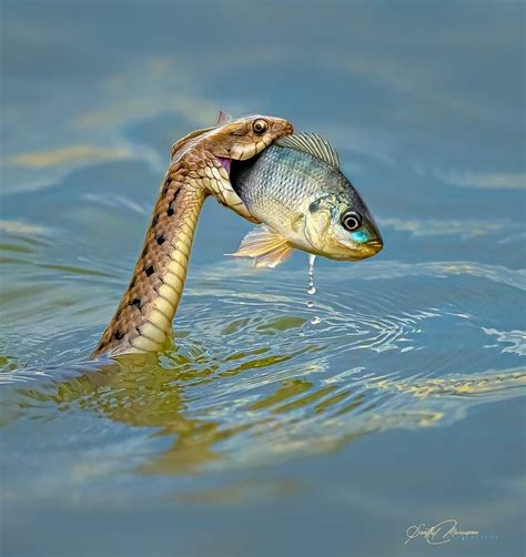 Snake eating fish in India. : r/interestingasfuck