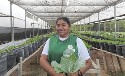 Hortas urbanas estimulam conexão natureza e vida saudável Vida