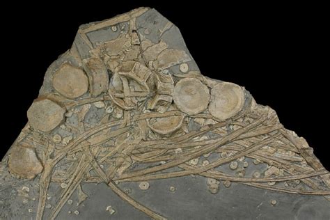 16" Plate Of Bones From Pregnant Ichthyosaur - With Babies Bones ...