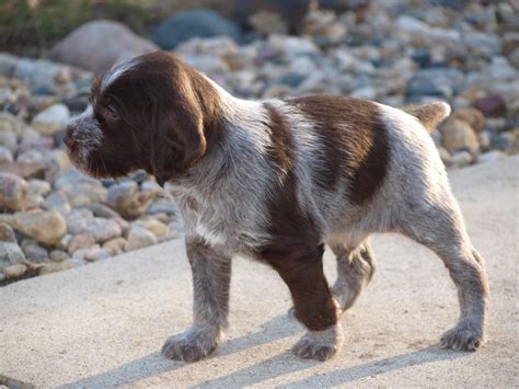 German Wirehaired Pointer Info, Temperament, Puppies, Pictures