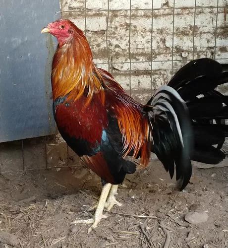 Gallos Negros Descubre Su Valor En El Mercado