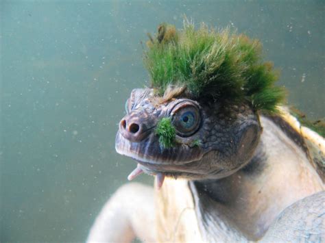 Mary River Turtle With Punk Algae Mane | Bored Panda