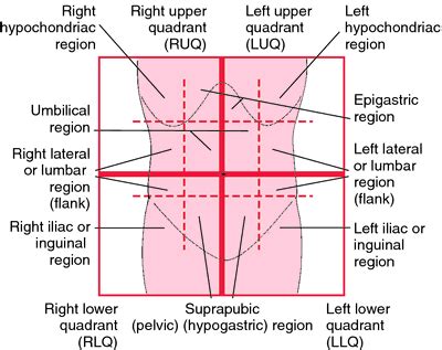 Anatomy Quadrants - Abdominal Pain Causes By Location Stomach Anatomy ...