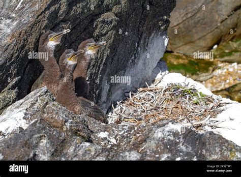 France, Vendee, Noirmoutier island, cormorant chicks in the nest, Pilier island, ornithological ...