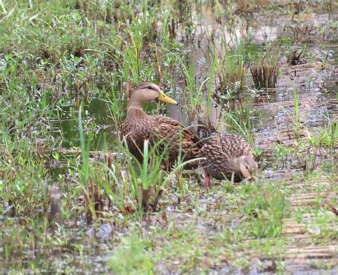 Ebird Checklist 23 Dec 2023 Fred W Coyle Freedom Park 37 Species