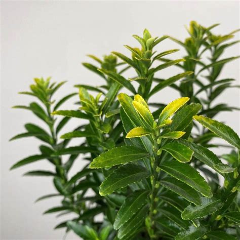 Euonymus Microphyllus Microgold Pot Size 9cm Spindle Tree The Boma Garden Centre