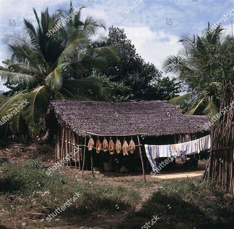 Madagascar Traditional Thatched Native House Surrounded Editorial Stock ...