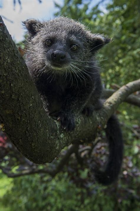 Binturong - ZooBorns