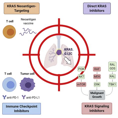 The Improbable Targeted Therapy Kras As An Emerging Target In Non Small Cell Lung Cancer Nsclc