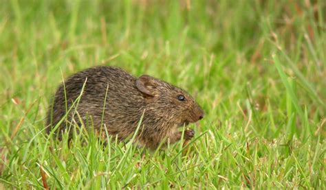 Hispid Cotton Rat Sigmodon Hispidus Mammal