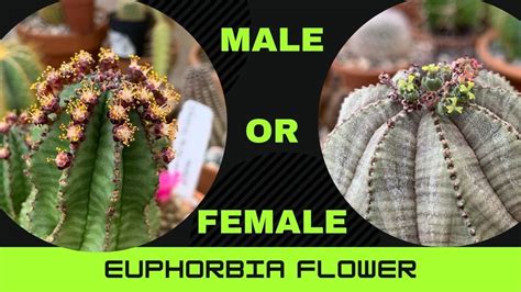 Euphorbia Flower Male Or Female Succulents YouTube