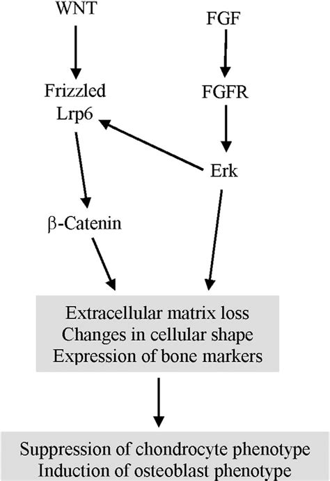 Model Of The Fgf And Wnt Catenin Signaling Interaction Activation Of