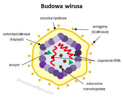 Budowa Wirusa Kursy Maturalne Matura Procent