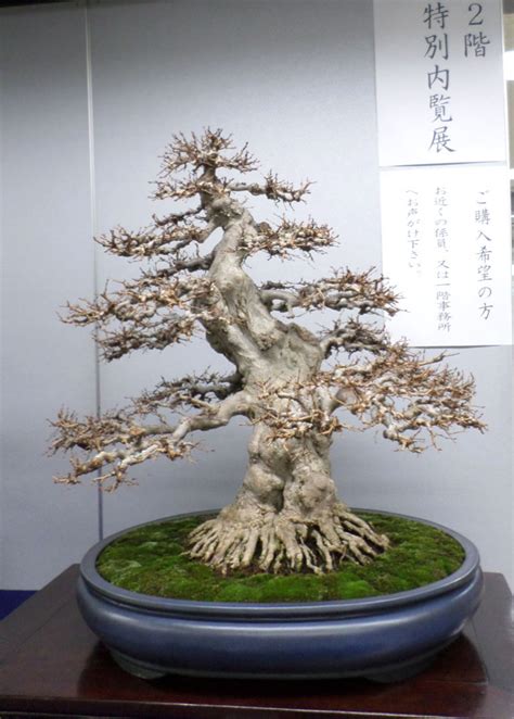 The Best Most Expensive Bonsai Market Bonsai Bark