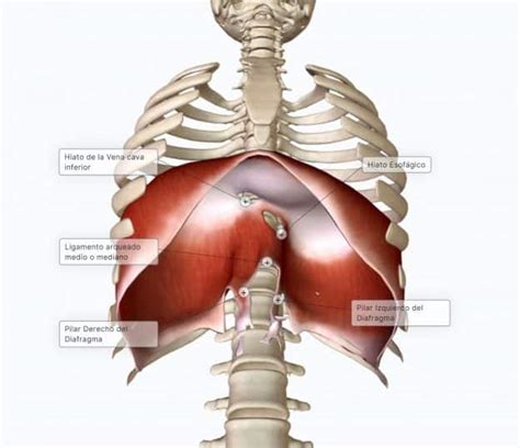M Sculo Diafragma Paradigmia