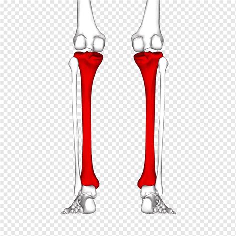 Tibia Human Skeleton Fibula Joint Bone Skeleton Pergelangan Kaki