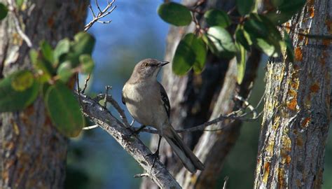 What Kind of Song Birds Sing at Night? | Sciencing