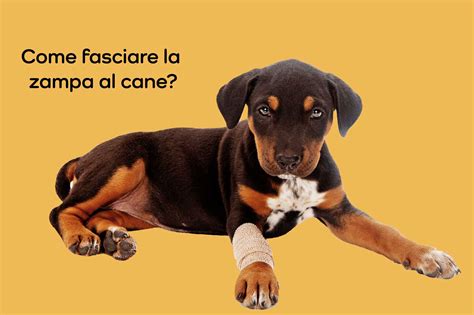 Come Fasciare La Zampa Al Cane Per Un Primo Soccorso Khani It